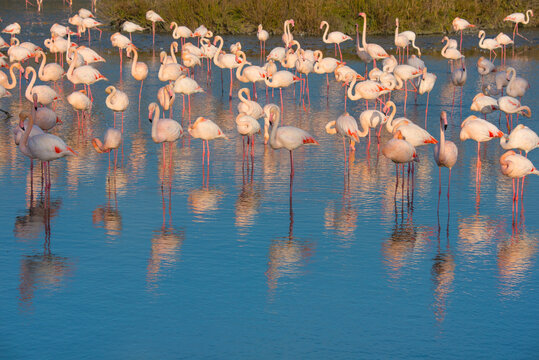RF- Greater flamingo (Phoenicopterus roseus) flock reflected in water, Pont Du Gau Park, Camargue, France. 