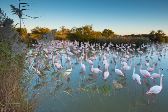 RF- Greater flamingo (Phoenicopterus roseus) flock, Pont Du Gau Park, Camargue, France. 