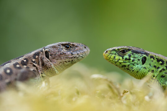 Sand lizard (Lacerta agilis) male female pair, head to head, the Netherlands. June. 