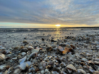 Obraz premium Sea shells on sand. sea waves on the golden sand at beach. Sunset on tropical island, ocean beach.