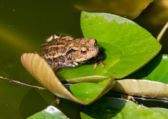 Common Toad on Lily pad