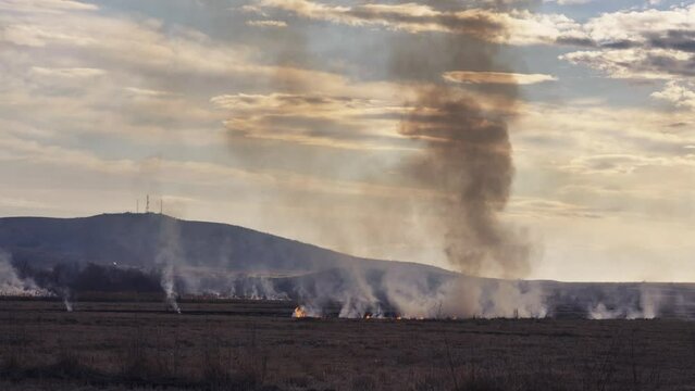 Field fire, dy grass buring among the green rice and wheat fields. Aerial view of the clear fire separation line and black layer of burning field and ash