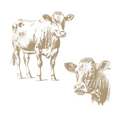 Cow head, Fresh beef organic meat. Hand drawn sketch in a graphic style. Vintage vector engraving illustration for poster, web. Isolated on white background
