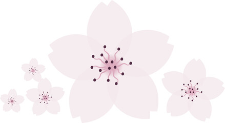 Beautiful pink Sakura Cherry Blossom illustration.