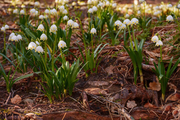 bunch of summer snowflake blooming on the meadow. warm spring weather