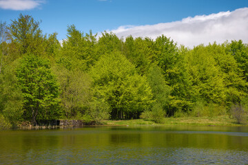Fototapeta na wymiar scenery with countryside lake. forest reflecting in the water surface. sunny weather in spring