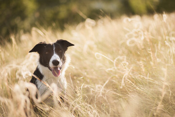 cute border collie puppy sitting in tall yellow grass at sunset