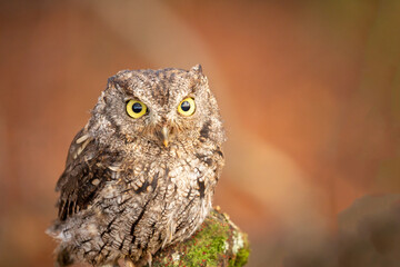 Screech owl. Typical owls (Strigidae) belonging to the genus Megascops