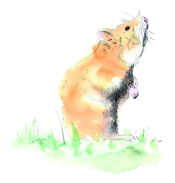 cute hamster, sitting in grass, rodent