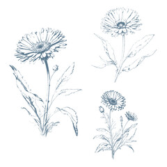 Hand drawn wild hay flowers. Calendula flower. Medical herb. Vintage engraved art. Botanical illustration. Good for cosmetics, medicine, treating, aromatherapy, nursing, package design, field bouquet.
