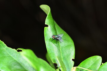 Lucilia sericata soaking up the sunlight