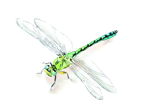 beautiful dragonfly, dragon-fly, insect