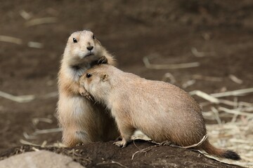 スキンシップをとるプレーリードッグたち