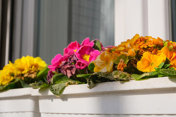 arrangement of flower beds at the windowsill. spring is coming concept