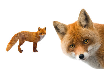  fox isolated on white background