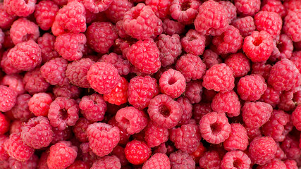 Raspberries background. Fresh red berries of ripe raspberries	