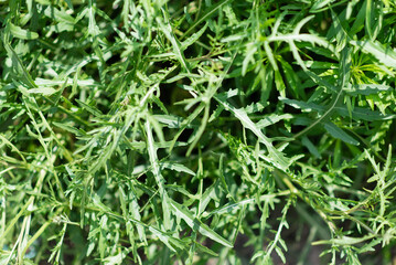 Raw and fresh arugula, green leaves, from above. Top view on salad vegetable and decorative garnish. Surface and background, food photo.	