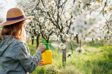 Spring gardening in orchard. Farmer spraying blooming cherry tree with pesticide or insecticide
