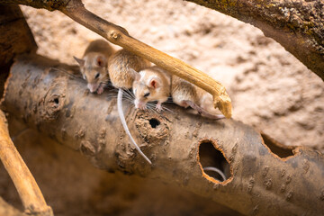 Family of spiny mouses, species of rodent within the genus Acomys - spiny mice are small mammals with bare, scaled tails.
