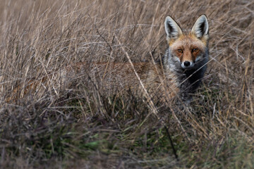 A red fox (Vulpes vulpes) hiding in a field