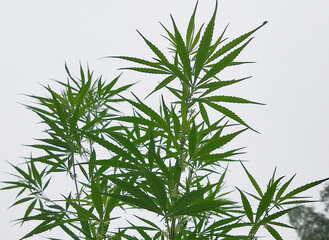 A marijuana plant blooms green at Jorethang in Sikkim, India. It is legal in India since 2021 but under particular rules and regulations like rituals, religious festivals, or medicinal purposes only.