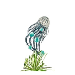 Obraz na płótnie Canvas Medusa jellyfish seaweed bubble ocean a watercolor