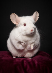 Cute standing white chinchilla looking at the camera on a red cushion on a black background