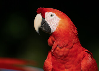 Portrait of a red macaw seen from the side on a dark natural background