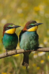  European bee-eater (Merops apiaster)