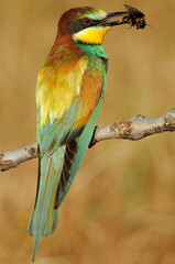  European bee-eater (Merops apiaster)