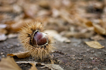 bosque de cobre, casta&ntilde;os de parauta, juzcar, ronda, M&aacute;laga.