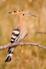 Eurasian hoopoe (Upupa epops)