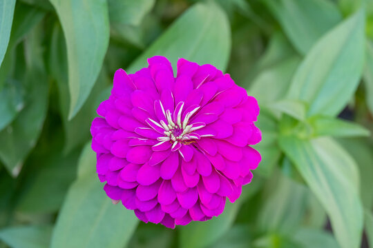 Beautiful Zinia Insignis Flower Closeup