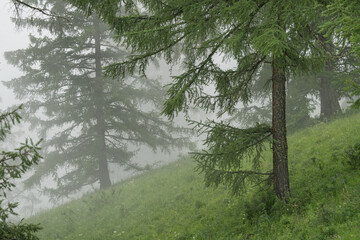 Foggy morning, forest on a mountain slope, summer view