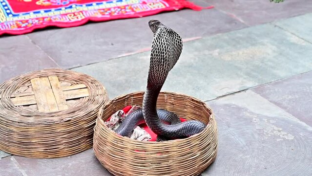 basket with cobra