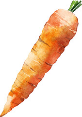 Carrot hand drawn watercolor painting isolated on white background