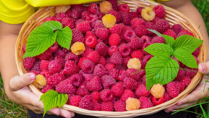 the boy holds a basket with ripe raspberry berries.