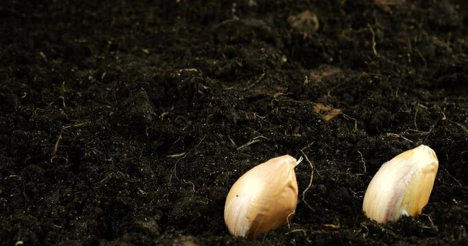 Planting garlic bulbs in the ground.