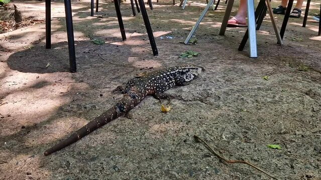 Argentine black and white tegu, Salvator merianae at the Iguazu Falls in Foz do Iguacu, near the famous Iguacu Falls in Brazil.
