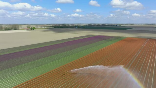 Agricultural crops sprayer in a field of tulips in red and pink growing in a field during a spring day. Drone point of view from above.