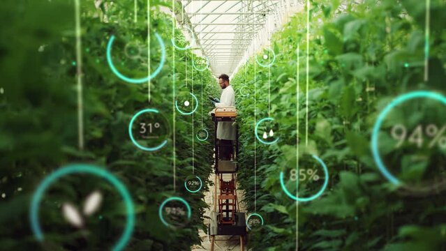 Professional Male Bioengineer Examining Crops on Modern Vertical Farm. Man With Tablet Computer Grows Organic Food or Plants In High-Tech Greenhouse. VFX Infographics Animation Showing Data.