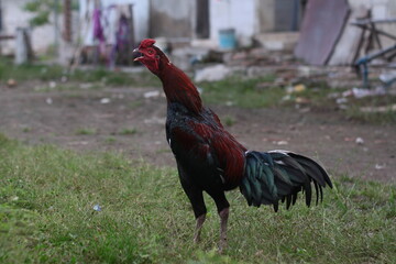 the black rooster was crowing in the yard