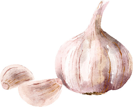 Garlic hand drawn watercolor painting isolated on white background