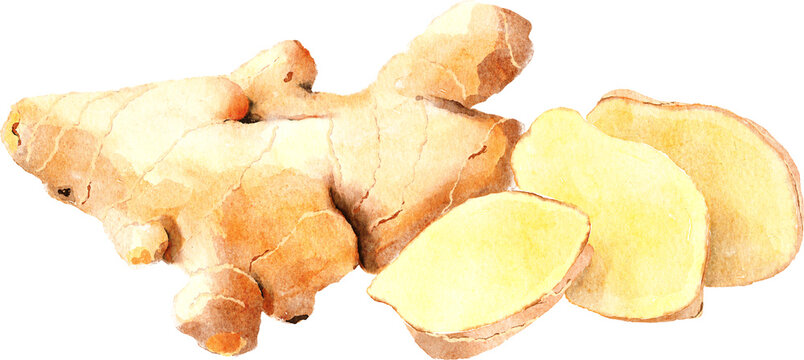 Ginger hand drawn watercolor painting isolated on white background