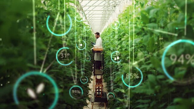 Professional Male Bioengineer Checking Progress of Crops Growing On Modern Vertical Farm. Man With Tablet Computer Cultivates Organic Food Or Plants In High-Tech Greenhouse. VFX Infographics Animation