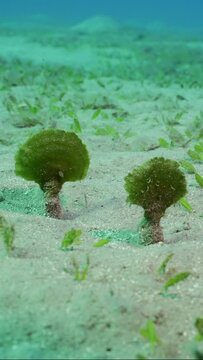 Vertical video, Solitary fan green seaweed (Avrainvillea erecta) on sandy bottom in daytime, Slow motion, Camera moving forwards approaching the the algae