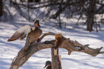 duck scares a squirrel