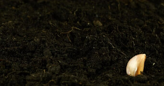 Planting garlic bulbs in the ground.