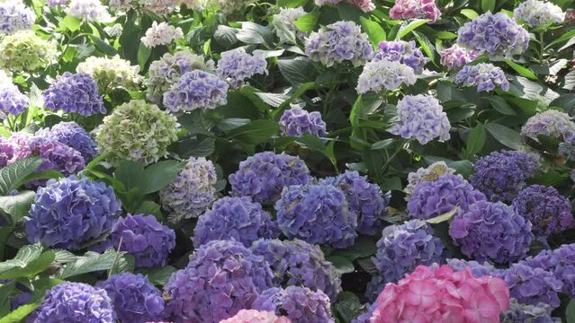 blooming purple hydrangea flower field garden horticulture