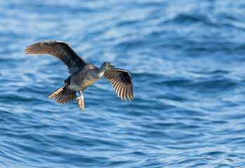 European Shag, Phalacrocorax aristotelis aristotelis